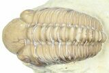 Kainops Trilobite - Black Cat Mountain, Oklahoma #362988-2
